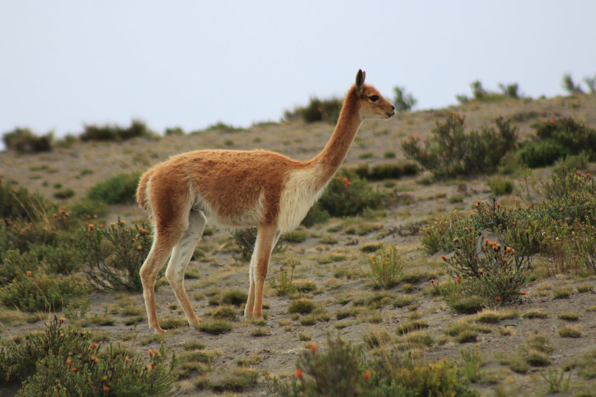 Schals & Vicuña